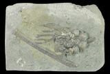 Fossil Crinoid (Cyathocrinites) - Crawfordsville, Indiana #132803-1